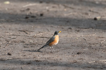 Robin on the trail