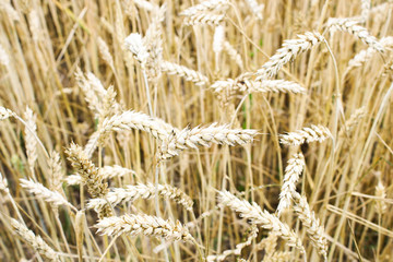 Large wheat field on sky background