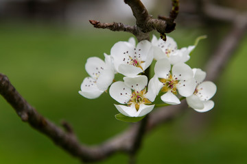 Apple Blooms on a tree