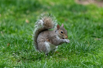 Obraz premium Squirrel