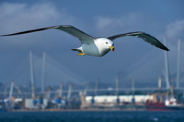 Seagulls in the seaport. Vladivostok. Flying seagull on a background of blue sky and seaport.