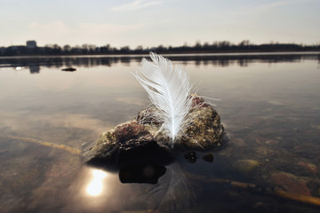 A white bird's feather stands on a wet rock at the bottom of the lake. Background the concept of a landscape of tranquility and relaxation