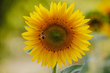 Fototapeta premium Sunflowers in the field and close up of sunflower.