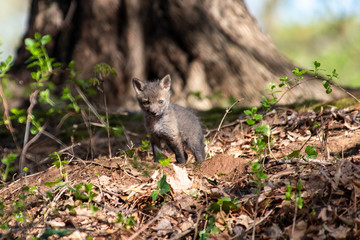Red Fox Kits near the den...about 4-5 Weeks old