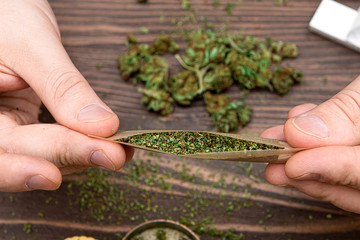 Man rolling a joint closeup. Male hands rolling spliff from well grinded marijuana buds under...