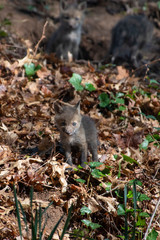 Red Fox Kits near the den...about 4-5 Weeks old