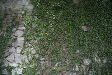 texture of masonry and wild ivy