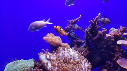 Vissen Onderwater