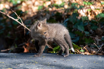 Naklejka na ściany i meble Red Fox Kits near the den...about 4-5 Weeks old
