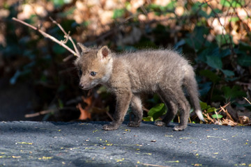 Red Fox Kits near the den...about 4-5 Weeks old