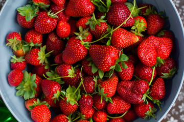 Strawberries collected in a container.