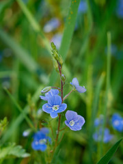 Veronica chamaedrys known as germander speedwell. Blue field flower blooming in the meadows in spring. A close-up of a beautiful flower surrounded by green grass.
