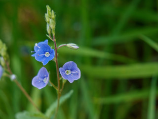 Veronica chamaedrys known as germander speedwell. Blue field flower blooming in the meadows in spring. A close-up of a beautiful flower surrounded by green grass.
