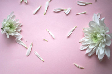 White flowers on a pink background