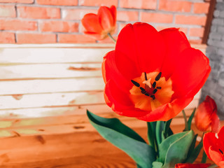 Red Tulip on the background of a brick wall and a wooden table