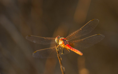 Dragonfly at sunset