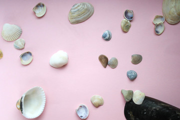 Shells on a pink background