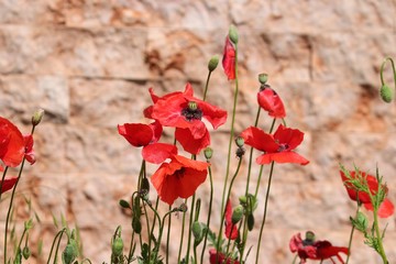 rote Mohnblumen vor Steinwand