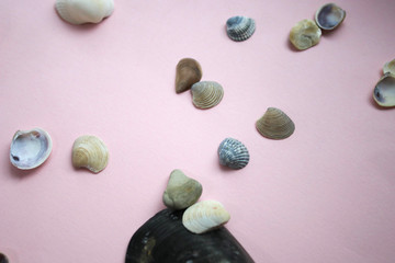 Shells on a pink background