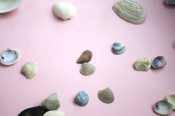 Shells on a pink background