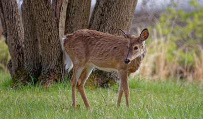 Doe Looking Back