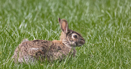Naklejka na ściany i meble Cottontail Rabbit in the Grass