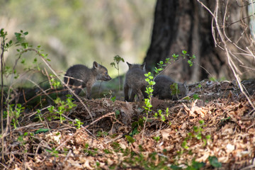 Red Fox Kits near the den...about 4-5 Weeks old