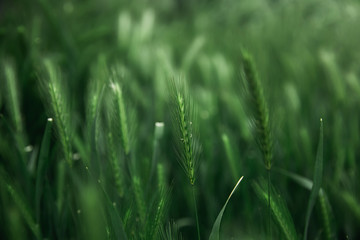 ears of green grass in macro photography