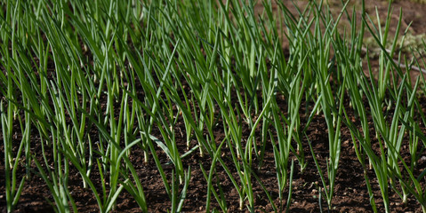 Growing Spring Onions in the yard