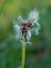 Common dandelion in the meadow at sunny spring day. Close-up photography