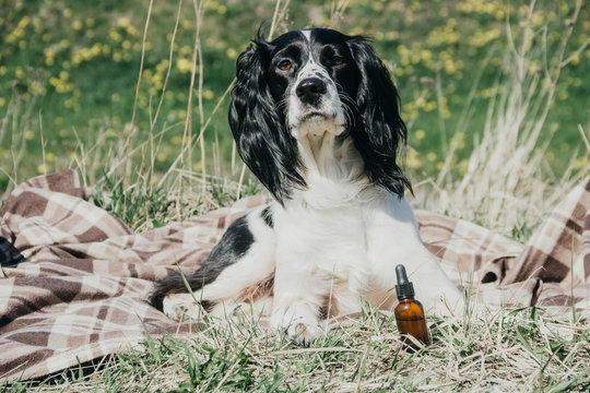 Cute Dog Lying On A Plaid With A Bottle Of CBD Oil For Pets