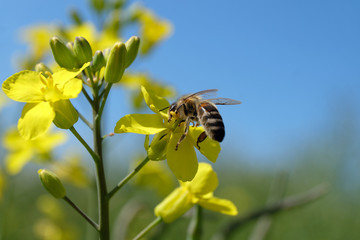 Biene auf gelber Rapsblüte im Mai 2020 in Deutschland - Stockfoto