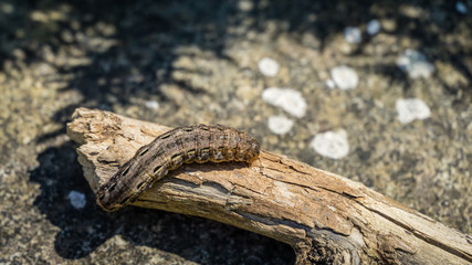 Large Yellow Underwing moth caterpillar Noctua Pronuba sitting on dry wood. Close-up of big brown caterpillar. This  larva of owlet moth Noctuidae is pest of most crops.