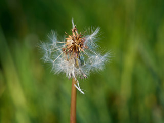 Common dandelion in the meadow at sunny spring day. Close-up photography