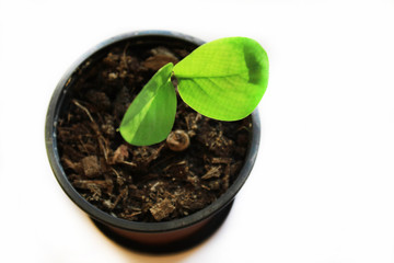 Green plant on a white background