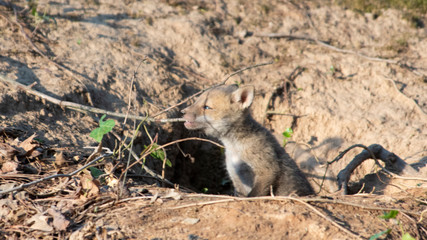 Fox Kit near den