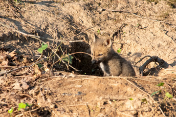 Fox Kit near den