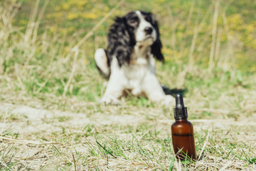 A bottle of cbd oil with a dog lying оn the grass on the background