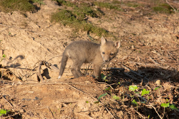 Fototapeta premium Fox Kit near den