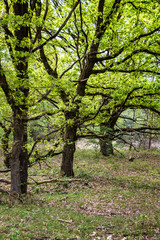 Dutch forest in the summer with green trees
