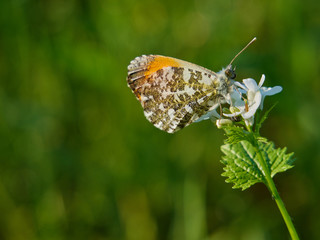 Orange-tip butterfly on a white flower. Close-up photography