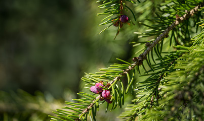 Young pink males pine cones on Picea omorika branch. Beautiful spruce with shot green needles. Sunny day in spring garden. Nature concept for design. Close-up. Selective focus. Place for your text.