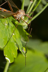 European crane fly on a green leaf after rain.  Marsh crane fly ( tipula paludosa) macro.