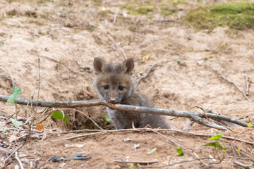 Fox kit near den