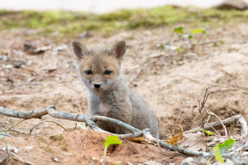 4 week old fox kit