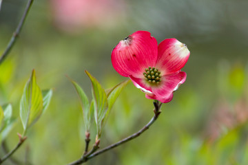 Pink dogwood