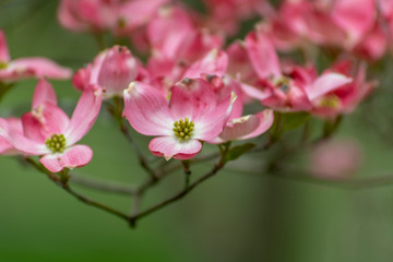 pink dogwood