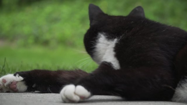 Katze liegt faul auf dem Boden