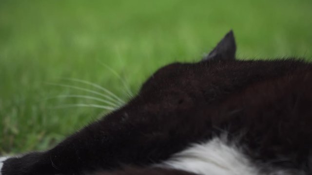 Katze liegt faul auf dem Boden