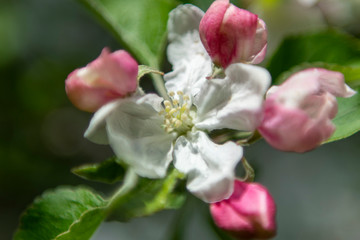 Fototapeta na wymiar pear blossom